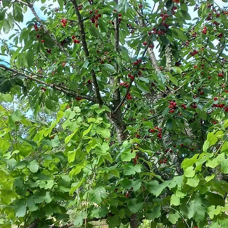 Quinta Da Peca Douro Wine Region Retreat, Private Pool *