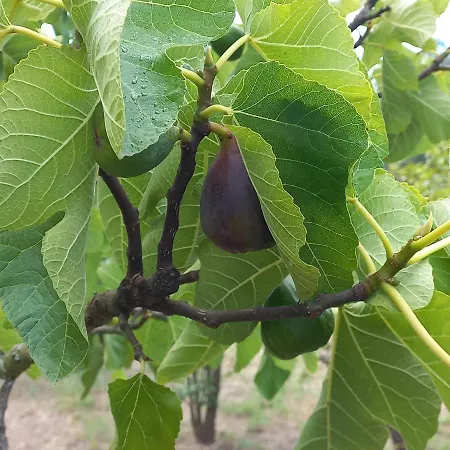 Feriehus Quinta Da Peca Douro Wine Region Retreat, Private Pool *