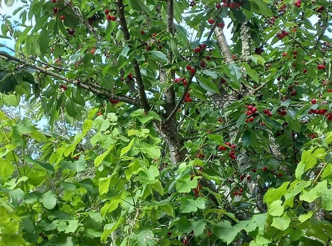 Quinta Da Peca Douro Wine Region Retreat, Private Pool *