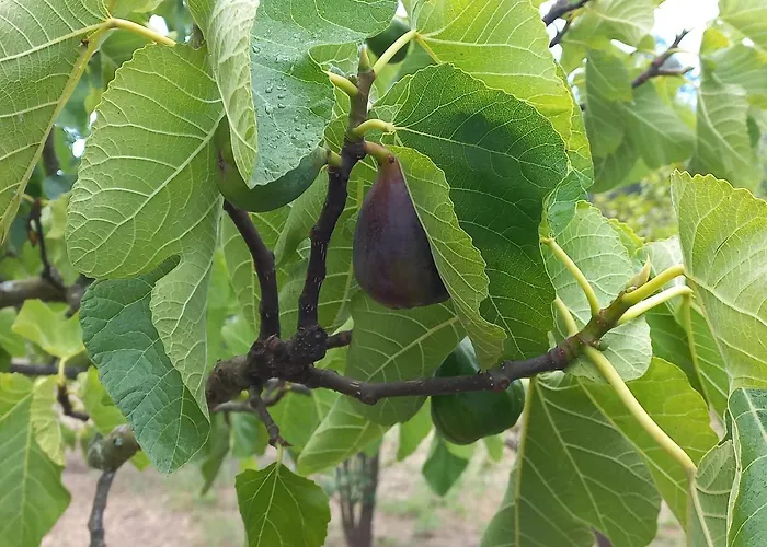 Ferienhaus Quinta Da Peca Douro Wine Region Retreat, Private Pool *