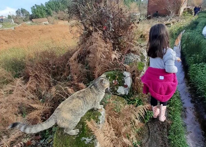 Feriehus Quinta Da Peca Douro Wine Region Retreat, Private Pool *