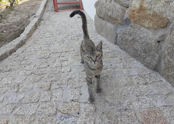 Quinta Da Peca Douro Wine Region Retreat, Private Pool * Vila Real